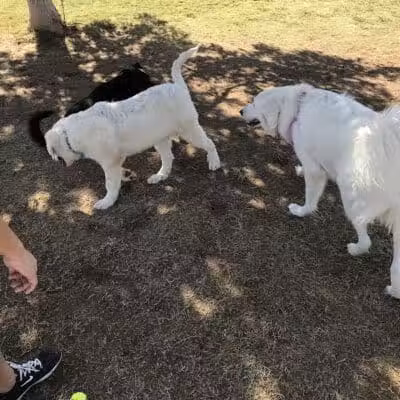 Cactus Wren Park - Henderson, NV
