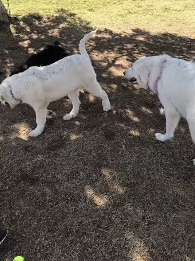 Cactus Wren Park - Henderson, NV