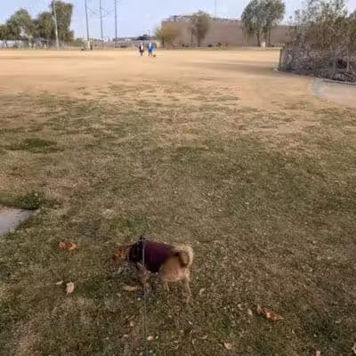 Cactus Wren Park - Henderson, NV
