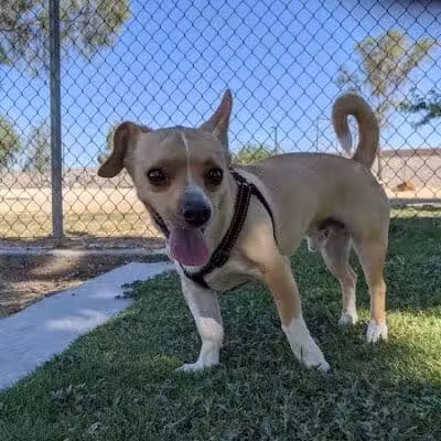 Cactus Wren Park - Henderson, NV
