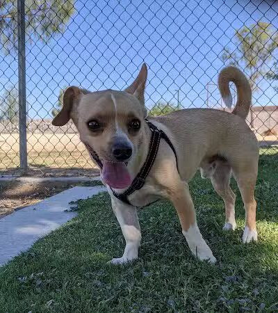 Cactus Wren Park - Henderson, NV