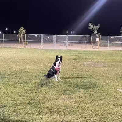 Dog Park - Henderson, NV