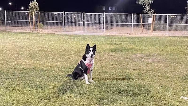 Dog Park - Henderson, NV