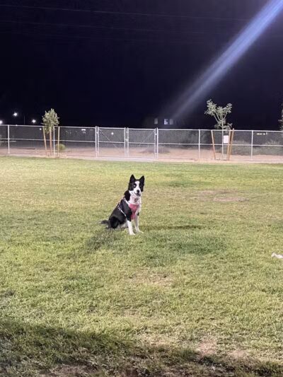 Dog Park - Henderson, NV