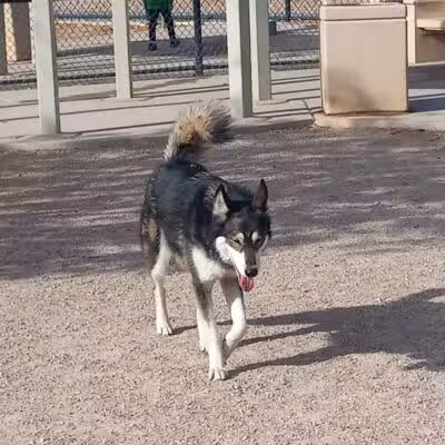 Nicolai's Para Dog park - Henderson, NV