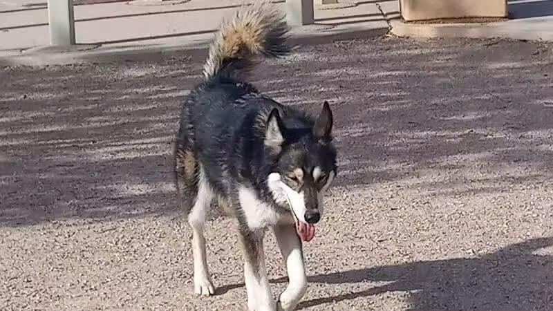 Nicolai's Para Dog park - Henderson, NV