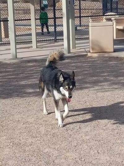 Nicolai's Para Dog park - Henderson, NV