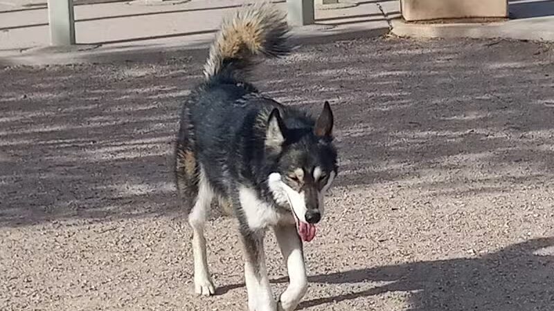Nicolai's Para Dog park - Henderson, NV