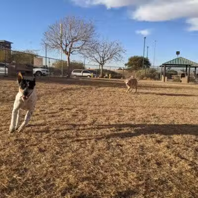 Nicolai's Para Dog park - Henderson, NV