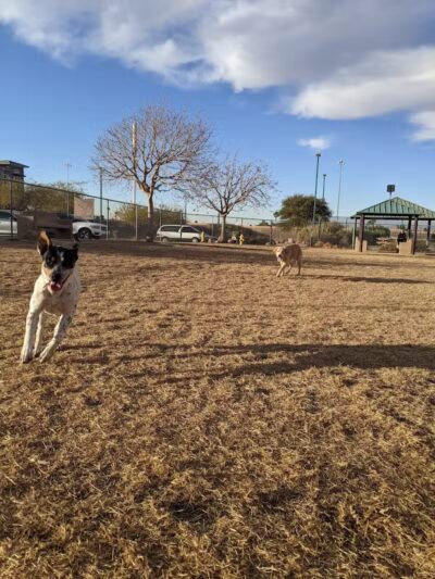 Nicolai's Para Dog park - Henderson, NV