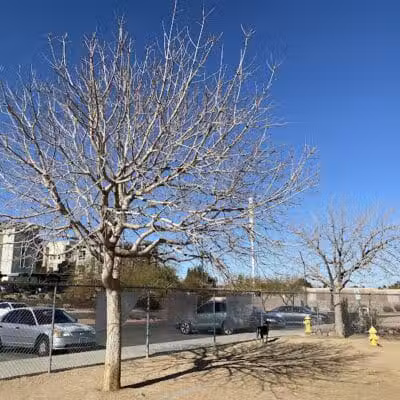 Nicolai's Para Dog park - Henderson, NV