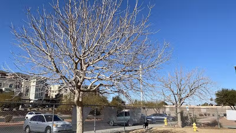 Nicolai's Para Dog park - Henderson, NV