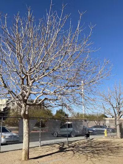 Nicolai's Para Dog park - Henderson, NV