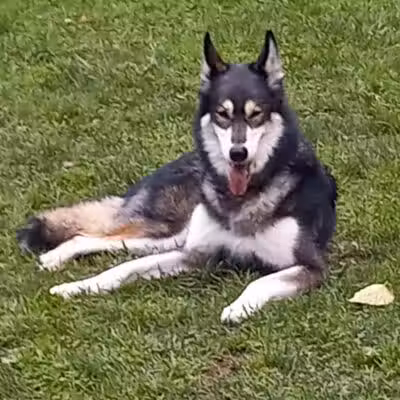 Nicolai's Para Dog park - Henderson, NV