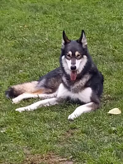 Nicolai's Para Dog park - Henderson, NV