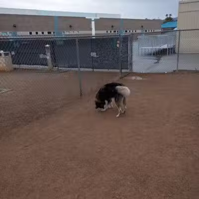 Nicolai's Para Dog park - Henderson, NV
