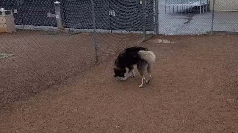 Nicolai's Para Dog park - Henderson, NV