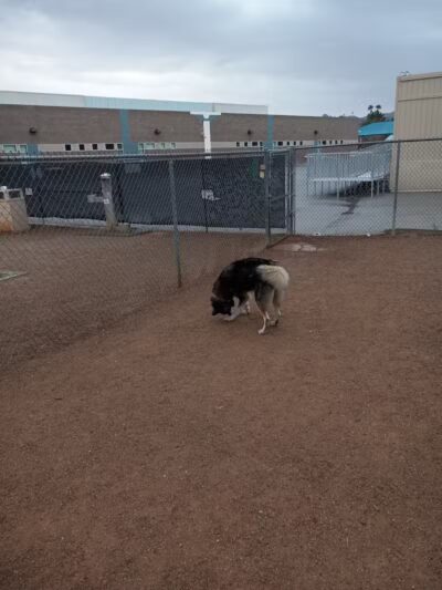 Nicolai's Para Dog park - Henderson, NV
