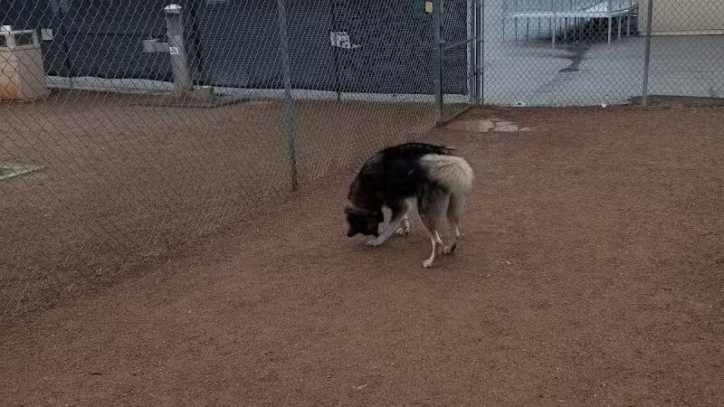 Nicolai's Para Dog park - Henderson, NV