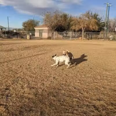 Nicolai's Para Dog park - Henderson, NV