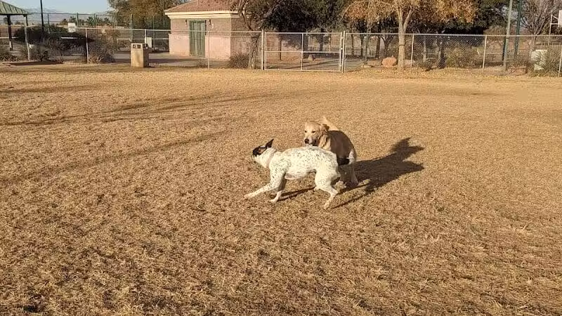 Nicolai's Para Dog park - Henderson, NV