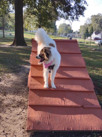 Herrin Dog Park - Herrin, IL