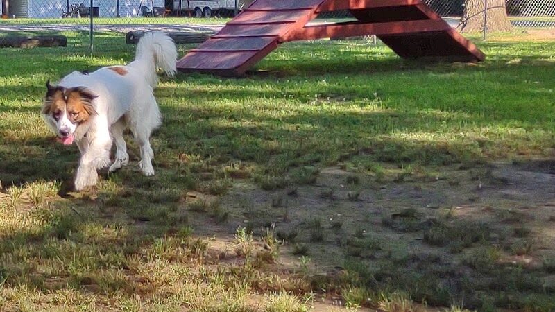 Herrin Dog Park - Herrin, IL