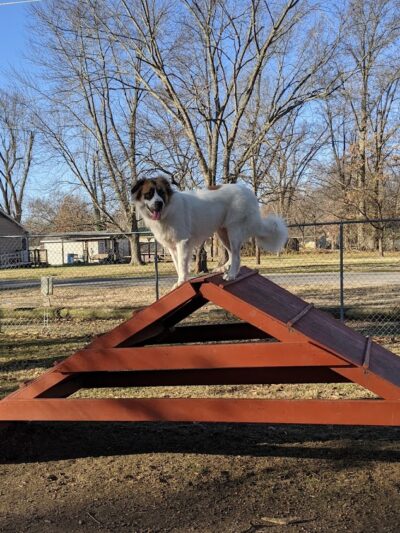 Herrin Dog Park - Herrin, IL