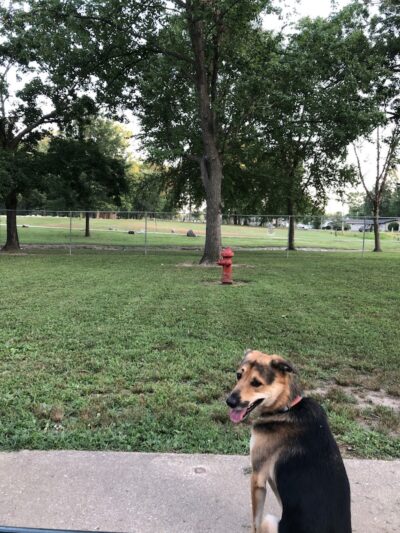 Herrin Dog Park - Herrin, IL