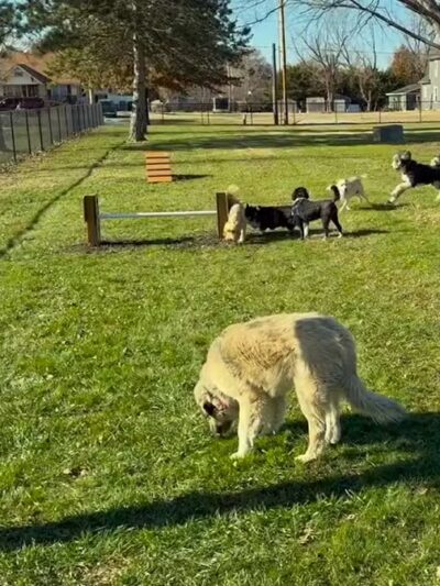 Hickory Dog Park & Playground - Hesston, KS