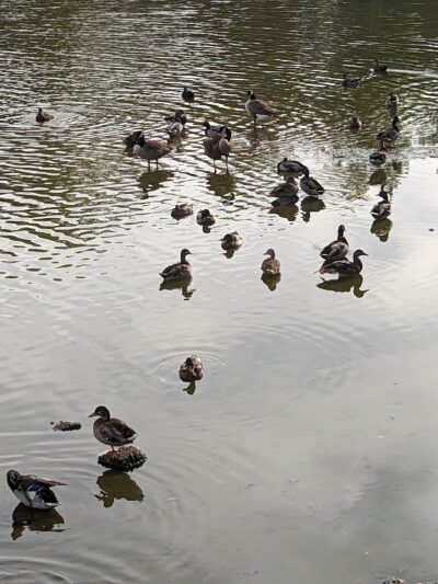 Grant Park - Hewlett, NY