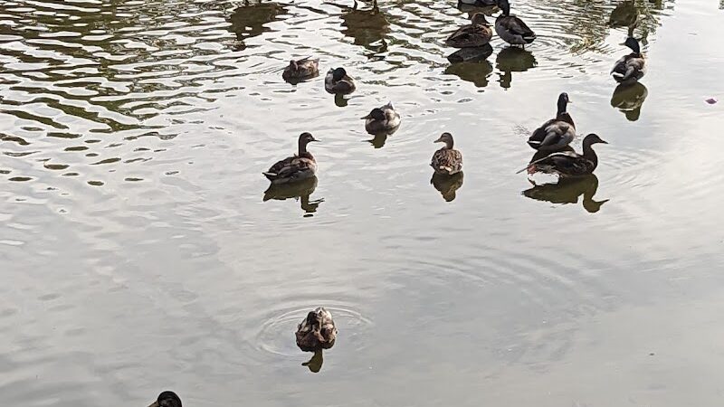 Grant Park - Hewlett, NY