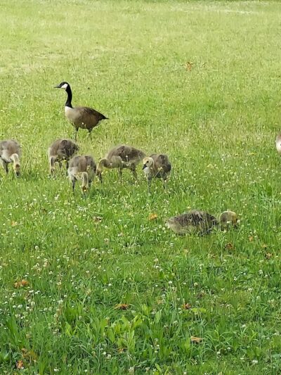 Grant Park - Hewlett, NY