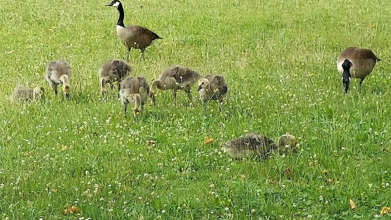 Grant Park - Hewlett, NY