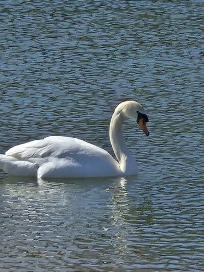 Grant Park - Hewlett, NY