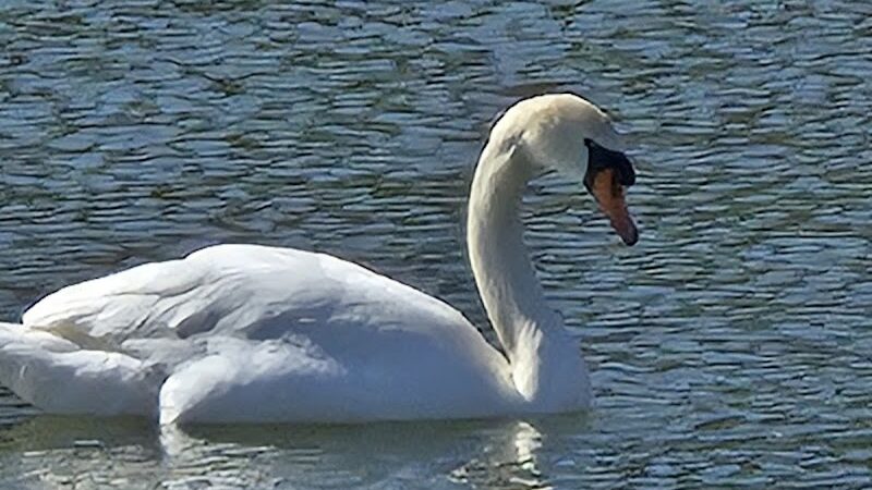 Grant Park - Hewlett, NY