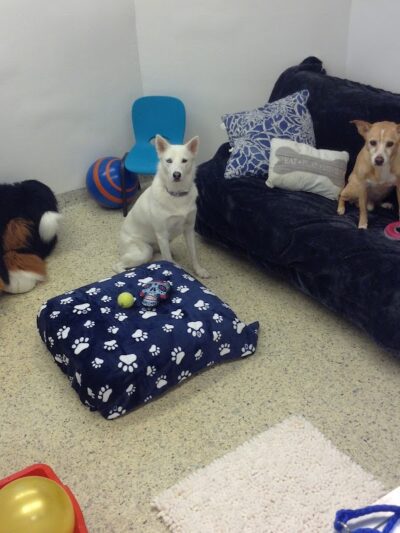 Hewlett Animal Hospital & Pet Resort - Hewlett, NY