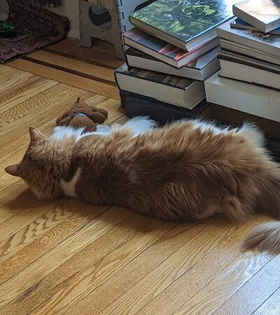 Hewlett Animal Hospital & Pet Resort - Hewlett, NY