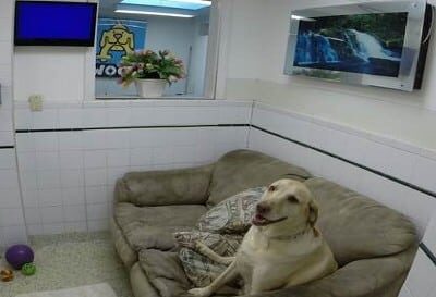 Hewlett Animal Hospital & Pet Resort - Hewlett, NY