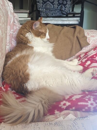 Hewlett Animal Hospital & Pet Resort - Hewlett, NY