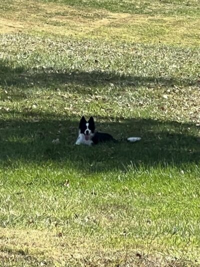 Highland Jaycees Dog Park - Highland, IL