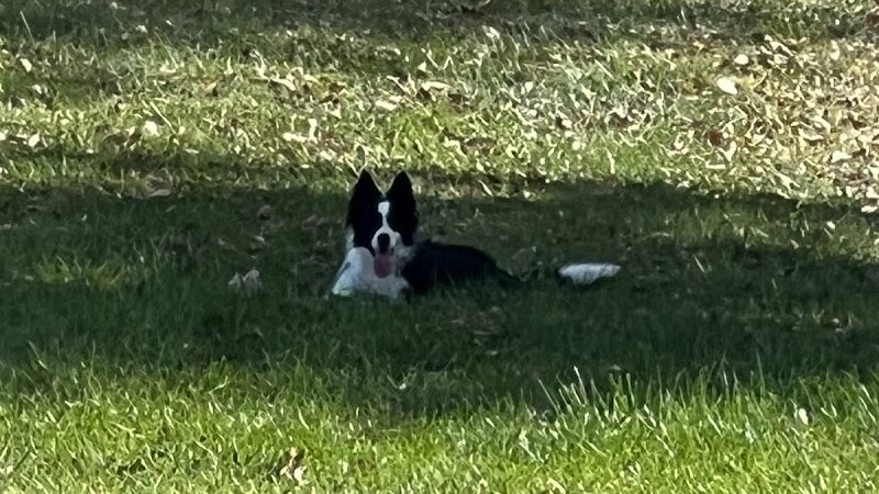 Highland Jaycees Dog Park - Highland, IL