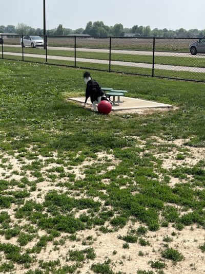 Highland Jaycees Dog Park - Highland, IL