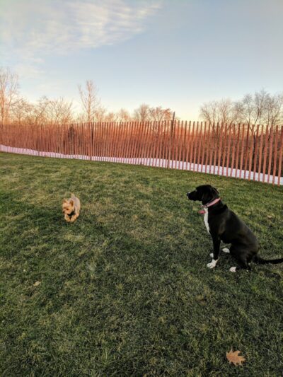 Highland Park Golf Dog Park - Highland Park, IL
