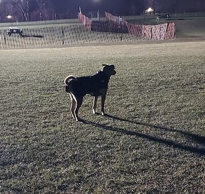 Highland Park Golf Dog Park - Highland Park, IL