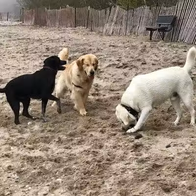 Highland Park Golf Dog Park - Highland Park, IL