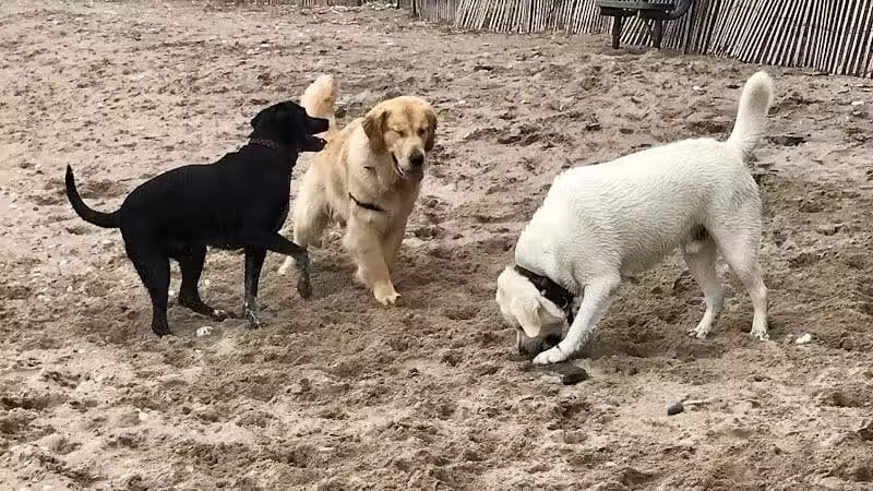 Highland Park Golf Dog Park - Highland Park, IL
