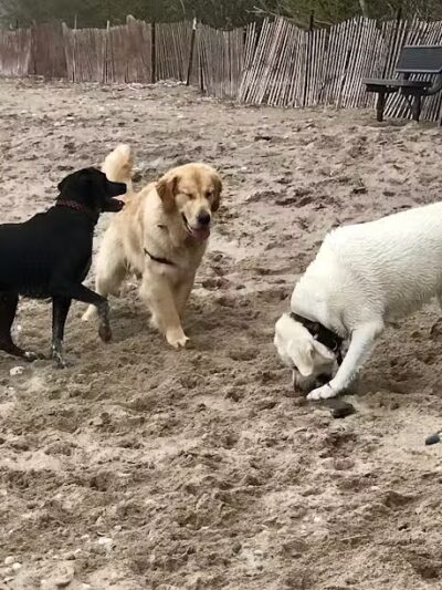 Highland Park Golf Dog Park - Highland Park, IL