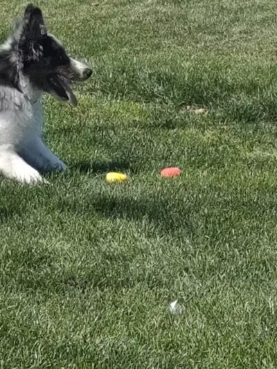 Dog Park at Unity Park - Highland Village, TX