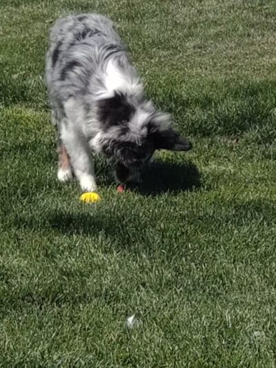 Dog Park at Unity Park - Highland Village, TX